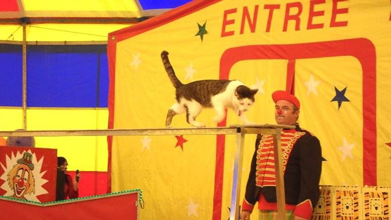 Grand cirque pour manifestations de Noël à Marignane