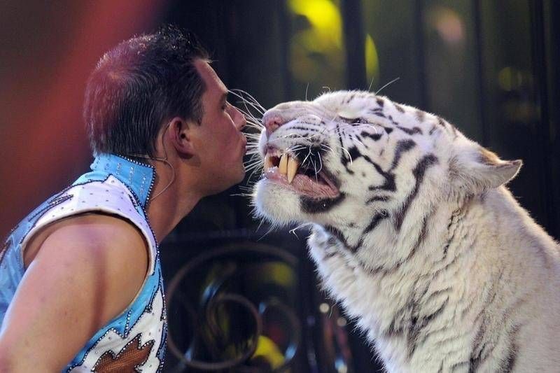 Spectacle de noël à Marseille : cirque LA PISTE AUX ETOILES