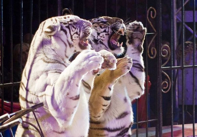 Spectacle de noël à Marseille : cirque LA PISTE AUX ETOILES