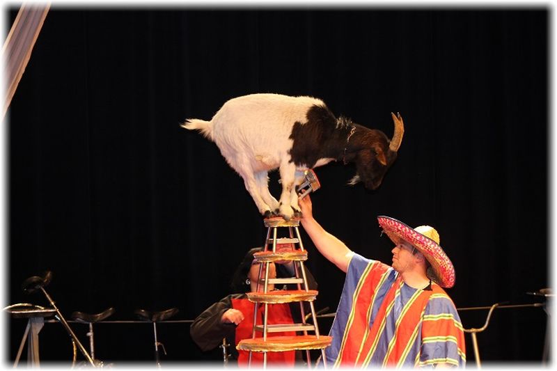 cirque en salle pour noël à marseille
