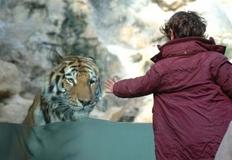 tigre du zoo de la barben