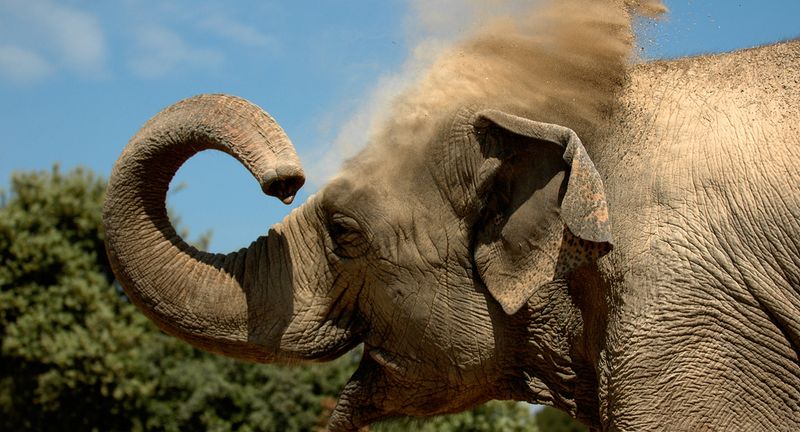 éléphant du zoo de la barben