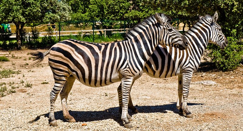 zèbres du zoo de la barben