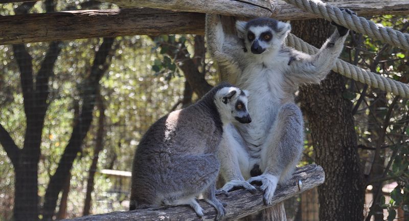 maki catta du zoo de la barben