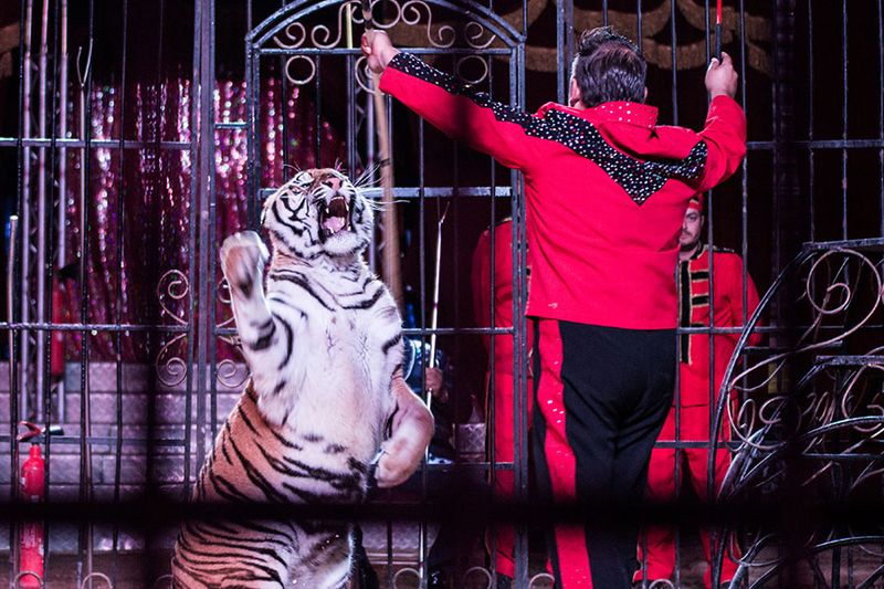 Spectacles tout public pour arbre de noël de comités d'entreprises