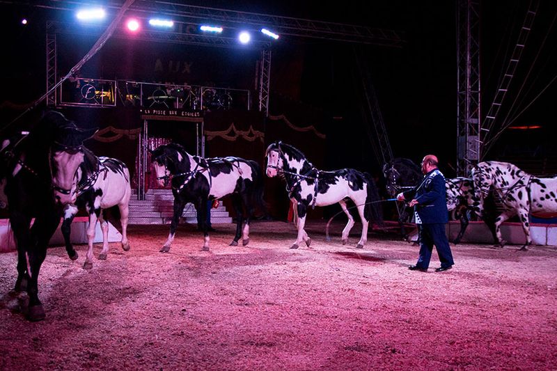 Grand show pour fêtes de noël à Marseille
