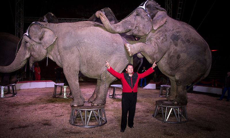 Palais des sports de Marseille: Grand spectacle inédit