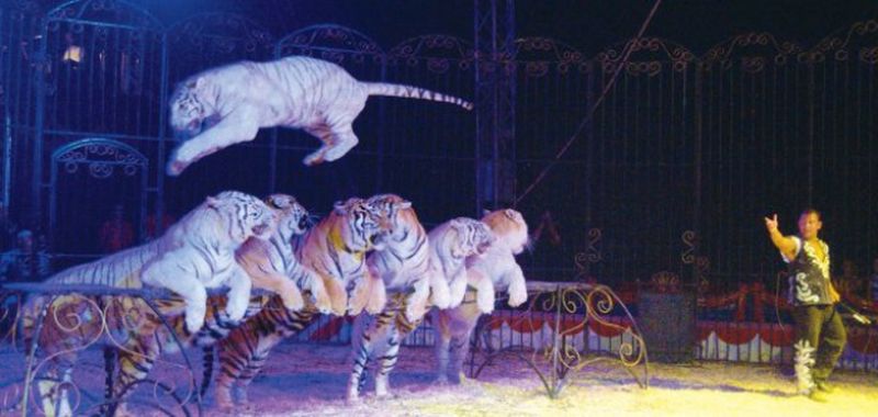 Le cirque de la piste aux étoiles de Noël au palais des sports de Marseille
